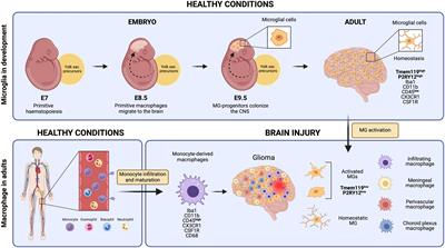 The ins and outs of microglial cells in brain health and disease